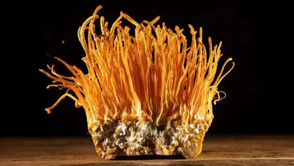 Cordyceps (Cordyceps sinensis)